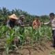 Jagung Hibrida Tumbuh Pesat, Polsek Kunto Darussalam Perkuat Ketahanan Pangan di Kembang Damai 