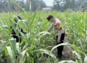 Jagung Hibrida Tumbuh Subur, Polsek Kepenuhan Dukung Program Ketahanan Pangan