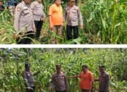 Menjaga Asa Panen, Polsek Tandun Kawal Jagung Ketahanan Pangan