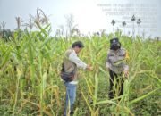 Hadapi Cuaca Panas, Polsek Tambusai Pastikan Jagung Desa Batas Optimal Dukung Swasembada Pangan