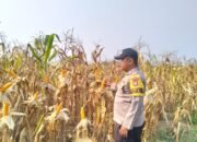 Jagung 6 Hektare di Rambah Siap Panen, Polsek Rambah Pastikan Program Ketahanan Pangan Berjalan