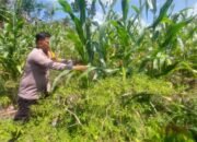 Potensi Jagung Cipang Berkembang, Polsek Rokan IV Koto Perkuat Swasembada Pangan