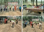 Tanam Jagung Kuartal III, Polsek Kabun Dukung Swasembada Pangan di Batulangkah Besar