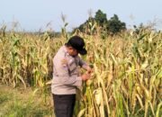 Jagung 6 Hektare di Rambah Siap Panen, Polsek Rambah Pastikan Program Ketahanan Pangan Berjalan