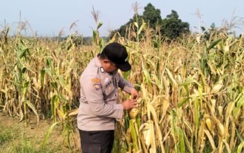 Jagung 6 Hektare di Rambah Siap Panen, Polsek Rambah Pastikan Program Ketahanan Pangan Berjalan