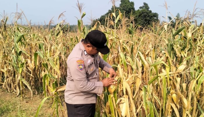 Jagung 6 Hektare di Rambah Siap Panen, Polsek Rambah Pastikan Program Ketahanan Pangan Berjalan