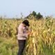 Jagung 6 Hektare di Rambah Siap Panen, Polsek Rambah Pastikan Program Ketahanan Pangan Berjalan