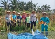 Polsek Kunto Darussalam Panen 400 Kg Jagung, Dukung Ketahanan Pangan di Pasir Luhur