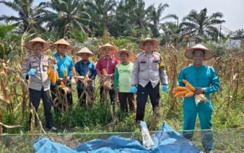 Polsek Kunto Darussalam Panen 400 Kg Jagung, Dukung Ketahanan Pangan di Pasir Luhur
