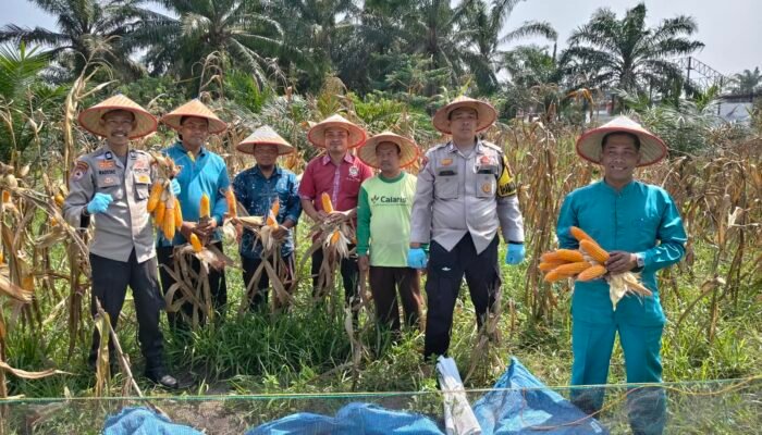 Polsek Kunto Darussalam Panen 400 Kg Jagung, Dukung Ketahanan Pangan di Pasir Luhur