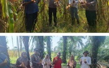 Panen Jagung di Desa Rambah, Polsek Rambah Hilir Kawal Petani Perkuat Ketahanan Pangan