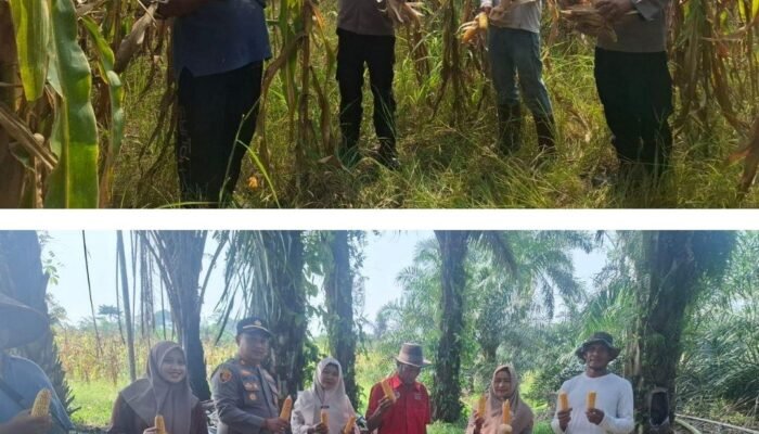 Panen Jagung di Desa Rambah, Polsek Rambah Hilir Kawal Petani Perkuat Ketahanan Pangan