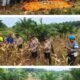 Panen Jagung Puo Raya Capai 250 Kg, Polsek Tandun Dukung Ketahanan Pangan