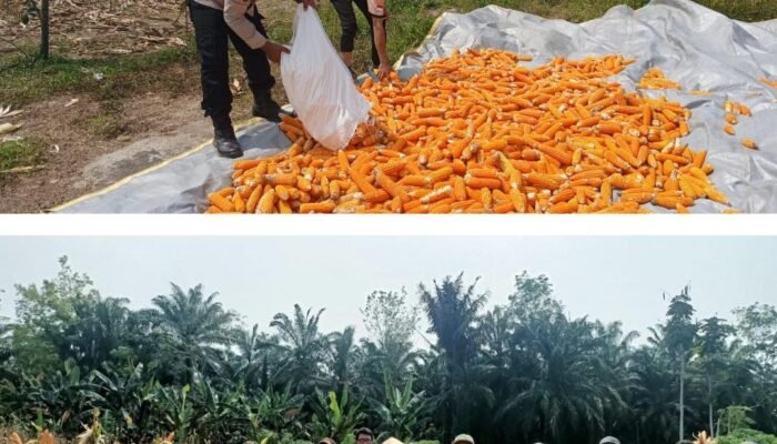 Polsek Rokan IV Koto Dampingi Panen 700 Kg Jagung di Lubuk Bendahara, Dukung Swasembada Pangan