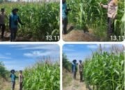 Polsek Tambusai Utara Pastikan Jagung Ketahanan Pangan Desa Suka Damai Terjaga hingga Panen