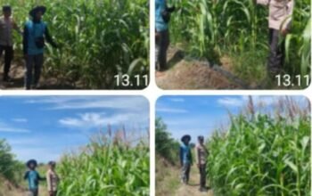 Polsek Tambusai Utara Pastikan Jagung Ketahanan Pangan Desa Suka Damai Terjaga hingga Panen
