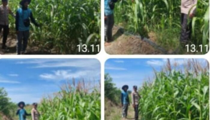 Polsek Tambusai Utara Pastikan Jagung Ketahanan Pangan Desa Suka Damai Terjaga hingga Panen