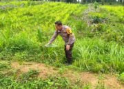 Jelang Panen Oktober, Polsek Rokan IV Koto Kawal Jagung di Air Panas Dukung Ketahanan Pangan Nasional