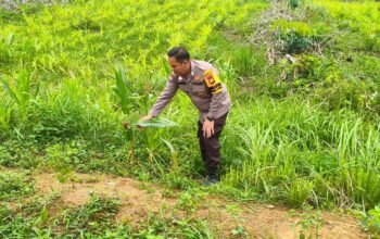 Jelang Panen Oktober, Polsek Rokan IV Koto Kawal Jagung di Air Panas Dukung Ketahanan Pangan Nasional