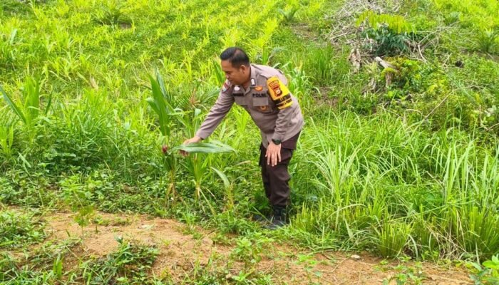 Jelang Panen Oktober, Polsek Rokan IV Koto Kawal Jagung di Air Panas Dukung Ketahanan Pangan Nasional