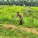 Jelang Panen Oktober, Polsek Rokan IV Koto Kawal Jagung di Air Panas Dukung Ketahanan Pangan Nasional