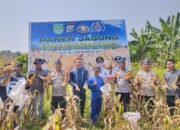 Polsek Tambusai Utara Kawal Panen Jagung Kuartal III, Perkuat Ketahanan Pangan di Pagar Mayang