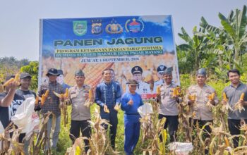Polsek Tambusai Utara Kawal Panen Jagung Kuartal III, Perkuat Ketahanan Pangan di Pagar Mayang