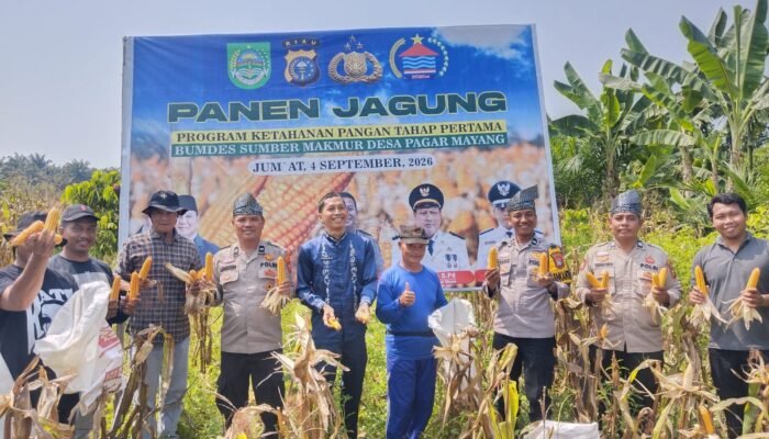 Polsek Tambusai Utara Kawal Panen Jagung Kuartal III, Perkuat Ketahanan Pangan di Pagar Mayang