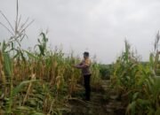Tumpang Sari Jadi Penopang Ketahanan Pangan, Polsek Kabun Pastikan Jagung Tumbuh Optimal