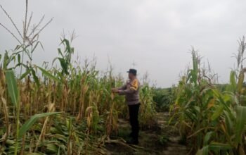 Tumpang Sari Jadi Penopang Ketahanan Pangan, Polsek Kabun Pastikan Jagung Tumbuh Optimal