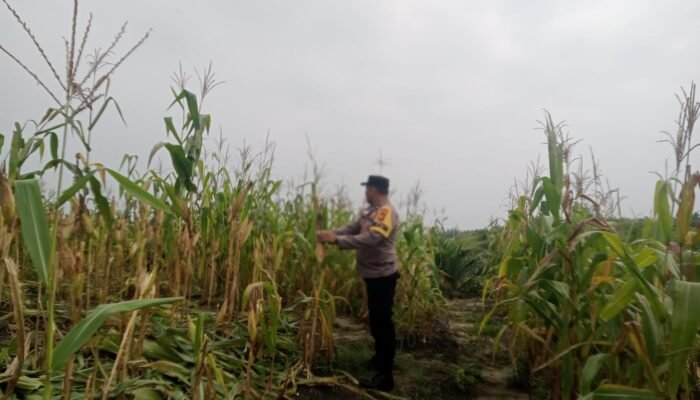Tumpang Sari Jadi Penopang Ketahanan Pangan, Polsek Kabun Pastikan Jagung Tumbuh Optimal