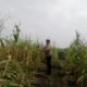 Tumpang Sari Jadi Penopang Ketahanan Pangan, Polsek Kabun Pastikan Jagung Tumbuh Optimal