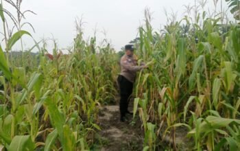 Tumpang Sari Jadi Penopang Ketahanan Pangan, Polsek Kabun Pastikan Jagung Tumbuh Optimal