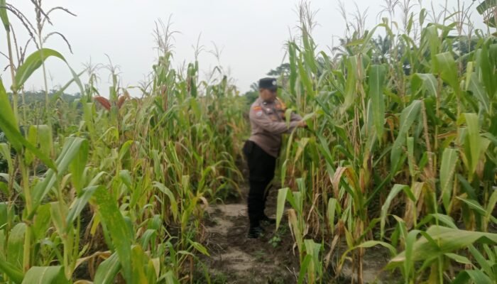 Tumpang Sari Jadi Penopang Ketahanan Pangan, Polsek Kabun Pastikan Jagung Tumbuh Optimal