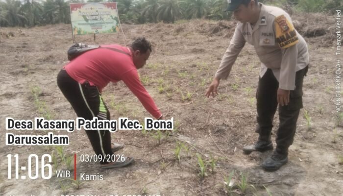 Petani Jagung Kasang Padang Didorong Produktif, Polsek Bonai Darussalam Perkuat Swasembada Pangan Nasional