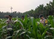 Polsek Kunto Darussalam Rawat Jagung di Tengah Minim Curah Hujan, Dorong Swasembada Pangan di Kembang Damai