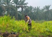 Polsek Rokan IV Koto Jaga Asa Swasembada Pangan dari Lahan Air Panas