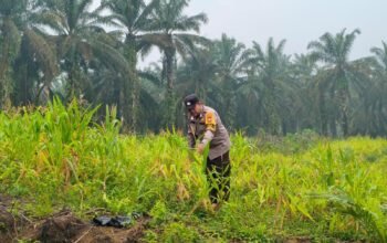 Polsek Rokan IV Koto Jaga Asa Swasembada Pangan dari Lahan Air Panas