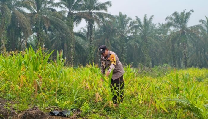 Polsek Rokan IV Koto Jaga Asa Swasembada Pangan dari Lahan Air Panas