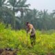 Polsek Rokan IV Koto Jaga Asa Swasembada Pangan dari Lahan Air Panas