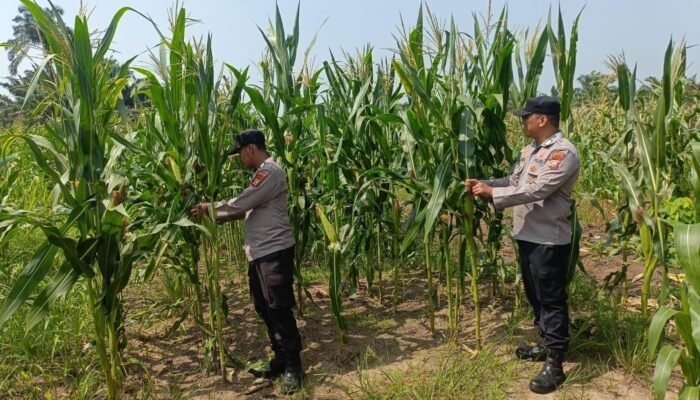 Polsek Rambah Hilir Perkuat Swasembada Pangan, Jagung Tumbuh Subur di Surau Tinggi Selatan