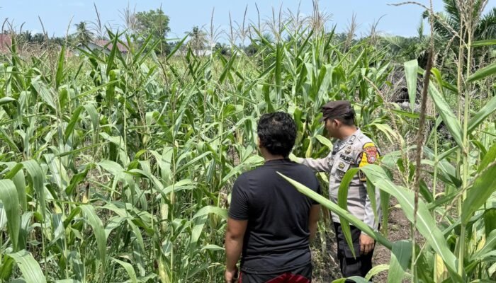 Polsek Kepenuhan Pantau Pertumbuhan Jagung di Kepenuhan Baru, Dukung Swasembada Pangan