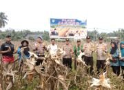 Panen Jagung Kuartal III di Mahato Sakti Polsek Tambusai Utara Perkuat Produksi Menuju Swasembada Pangan