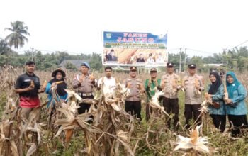 Panen Jagung Kuartal III di Mahato Sakti Polsek Tambusai Utara Perkuat Produksi Menuju Swasembada Pangan
