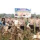 Panen Jagung Kuartal III di Mahato Sakti Polsek Tambusai Utara Perkuat Produksi Menuju Swasembada Pangan