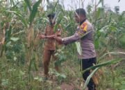 Jagung Cipang Kiri Hilir Masuki Fase Akhir, Polsek Rokan IV Koto Jaga Konsistensi Program Ketahanan Pangan