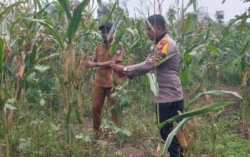 Jagung Cipang Kiri Hilir Masuki Fase Akhir, Polsek Rokan IV Koto Jaga Konsistensi Program Ketahanan Pangan