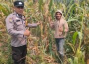 Polsek Kepenuhan Kawal Pertumbuhan Jagung, Perkuat Ketahanan Pangan Nasional