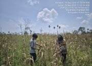 Polsek Tambusai Kawal Keberlanjutan Ketahanan Pangan dari Lahan Petani Desa Batas