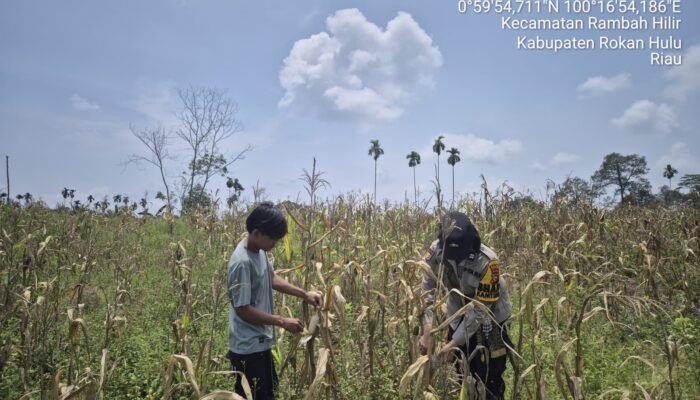 Polsek Tambusai Kawal Keberlanjutan Ketahanan Pangan dari Lahan Petani Desa Batas